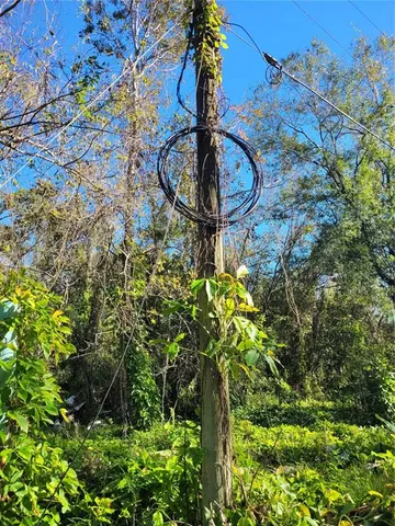 a close up of a plant in a garden