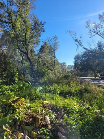 a view of a bunch of trees and bushes