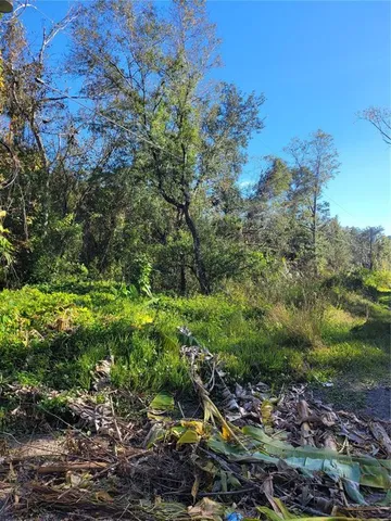 a view of a garden with plants