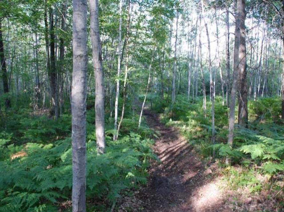 40-acres Sugar River Road Gladwin, MI 48624 - Photo 5 of 33