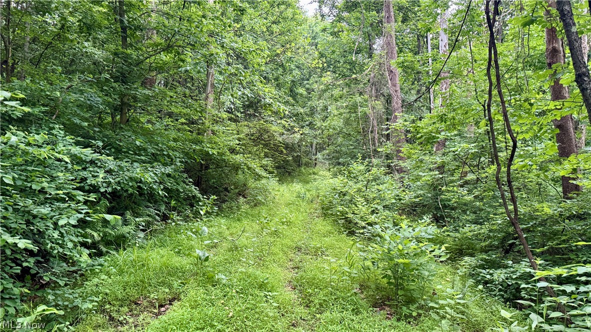 Marlott Run Road Kimbolton, OH 43749 - Photo 8 of 49