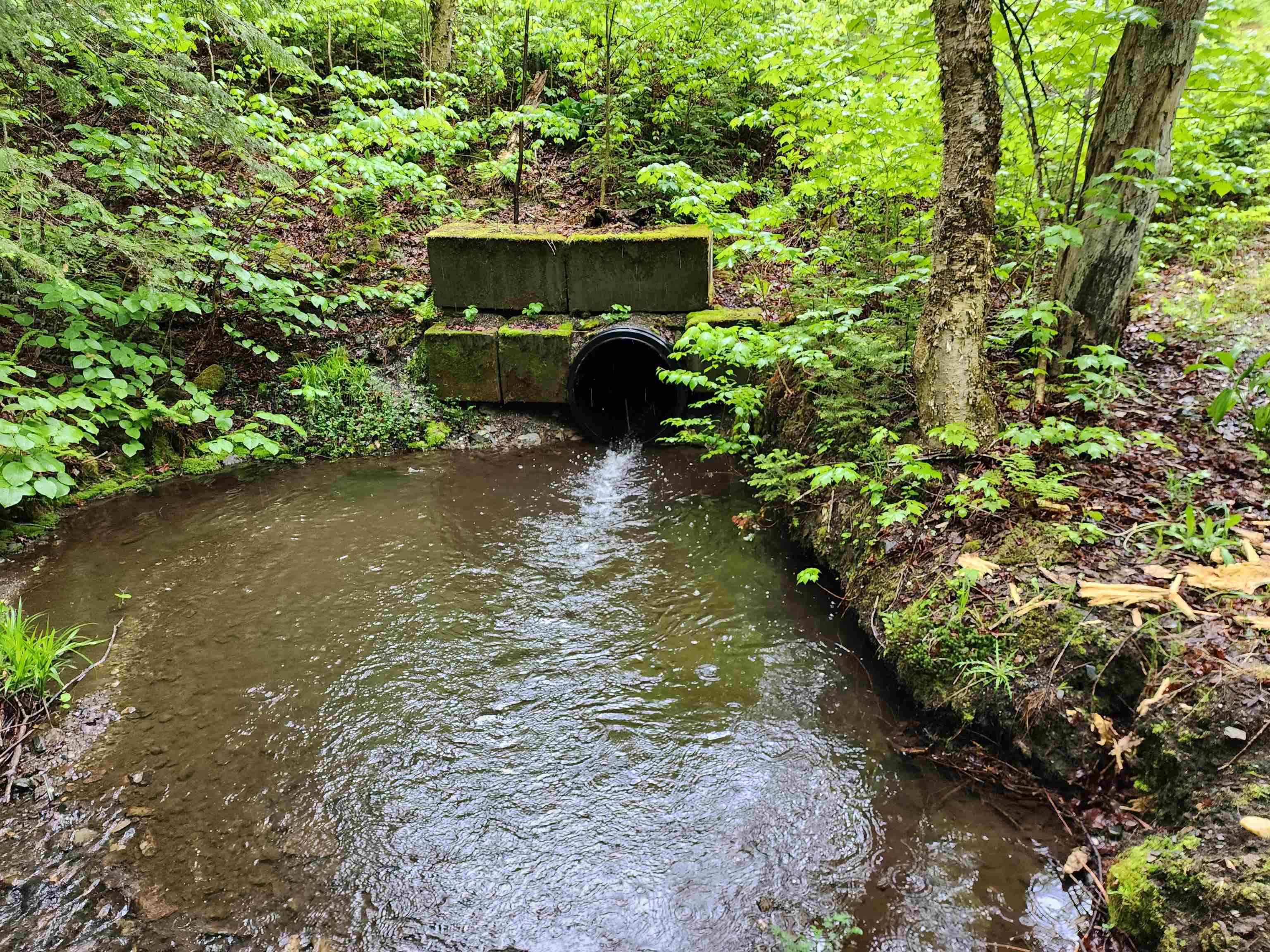 442 Clarksville Pond Road Clarksville, NH 03592 - Photo 34 of 40