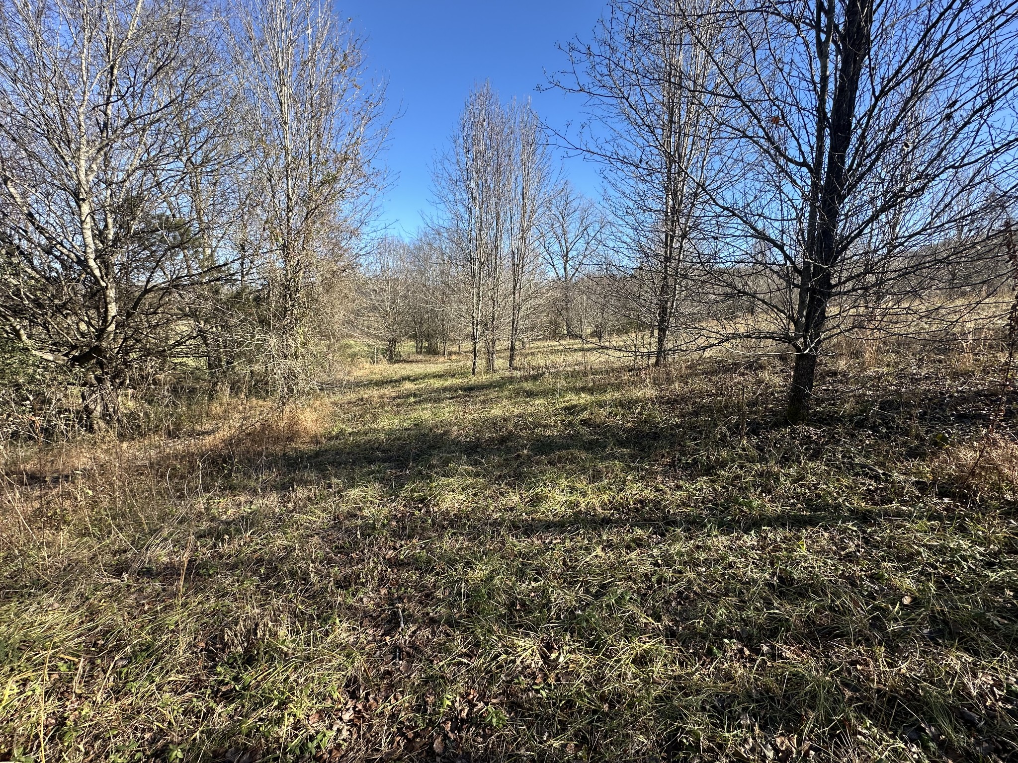 0 Cane Creek-Cummingsville Road Sparta, TN 38583 - Photo 5 of 14 a view of a yard with a tree