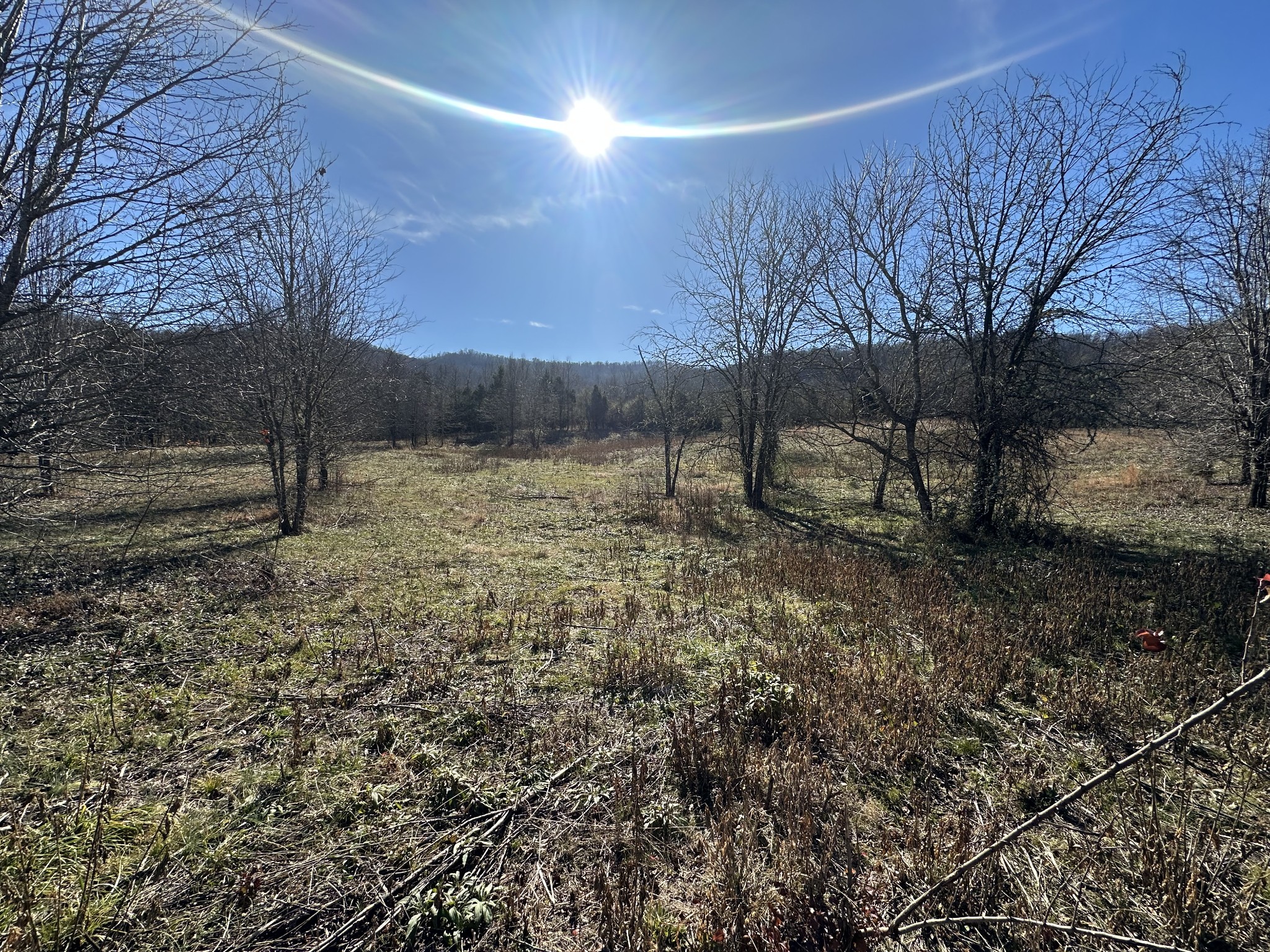 0 Cane Creek-Cummingsville Road Sparta, TN 38583 - Photo 6 of 14 a view of a yard with a tree