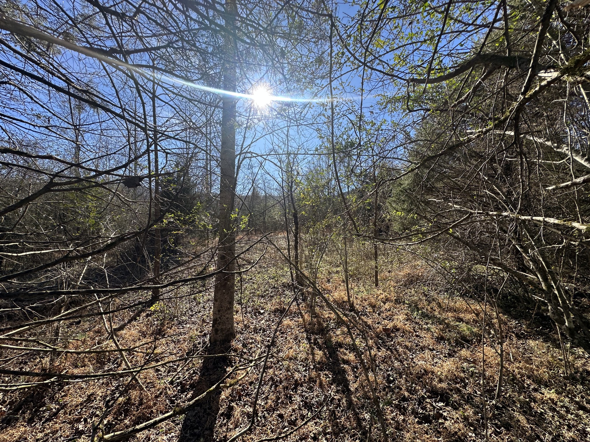 0 Cane Creek-Cummingsville Road Sparta, TN 38583 - Photo 8 of 14 a view of yard