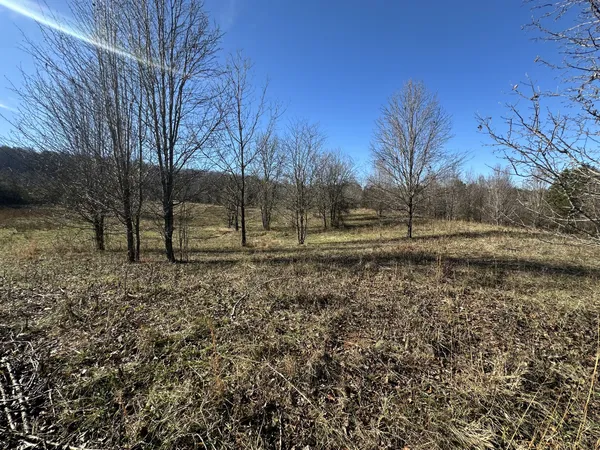 a view of dirt yard with a tree