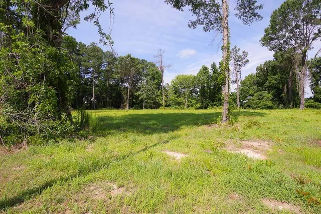 a view of a field with a tree