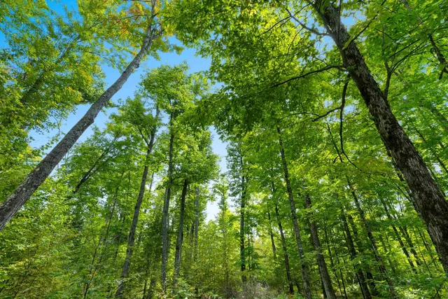 $136,000 | 0 Double Bend Road, Argonne, WI 54511