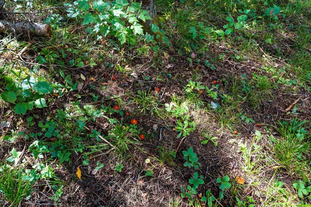 $136,000 | 0 Double Bend Road, Argonne, WI 54511