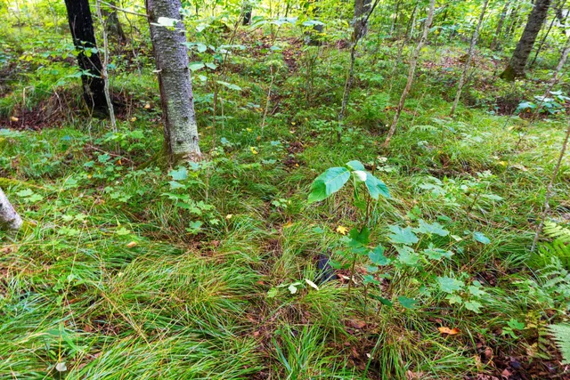 $136,000 | 0 Double Bend Road, Argonne, WI 54511