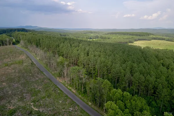 a view of a forest with a tree
