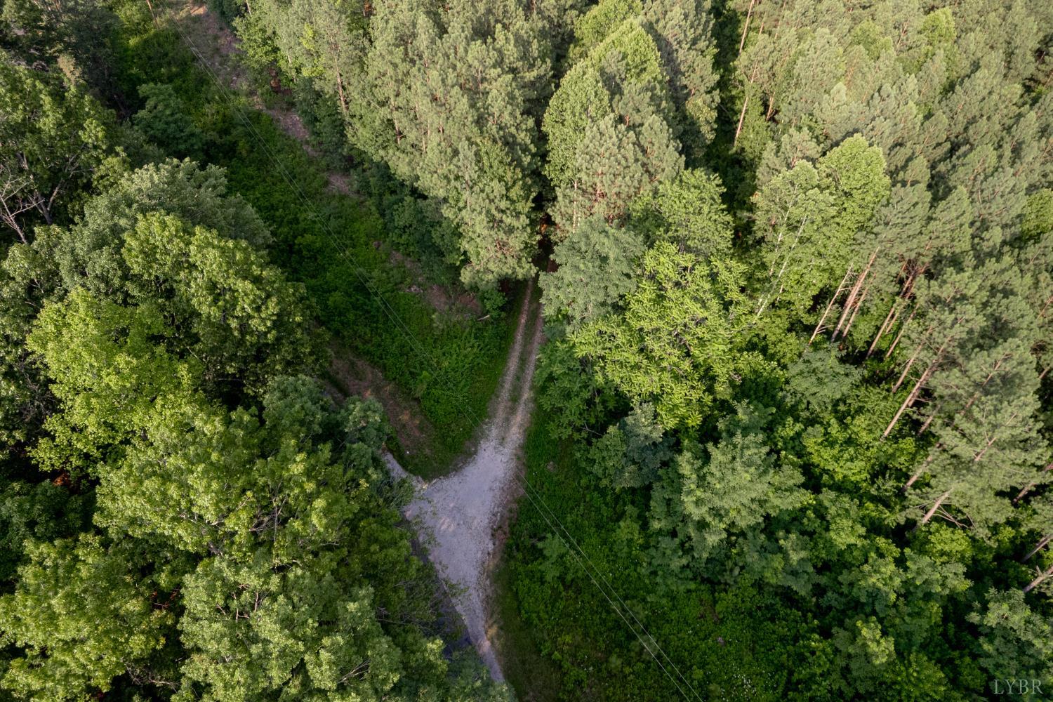 1100 Grandmas Hill Road Amherst, VA 24521 - Photo 15 of 19 a view of a forest with a tree