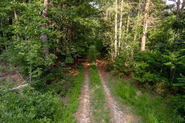 a view of a forest with a street