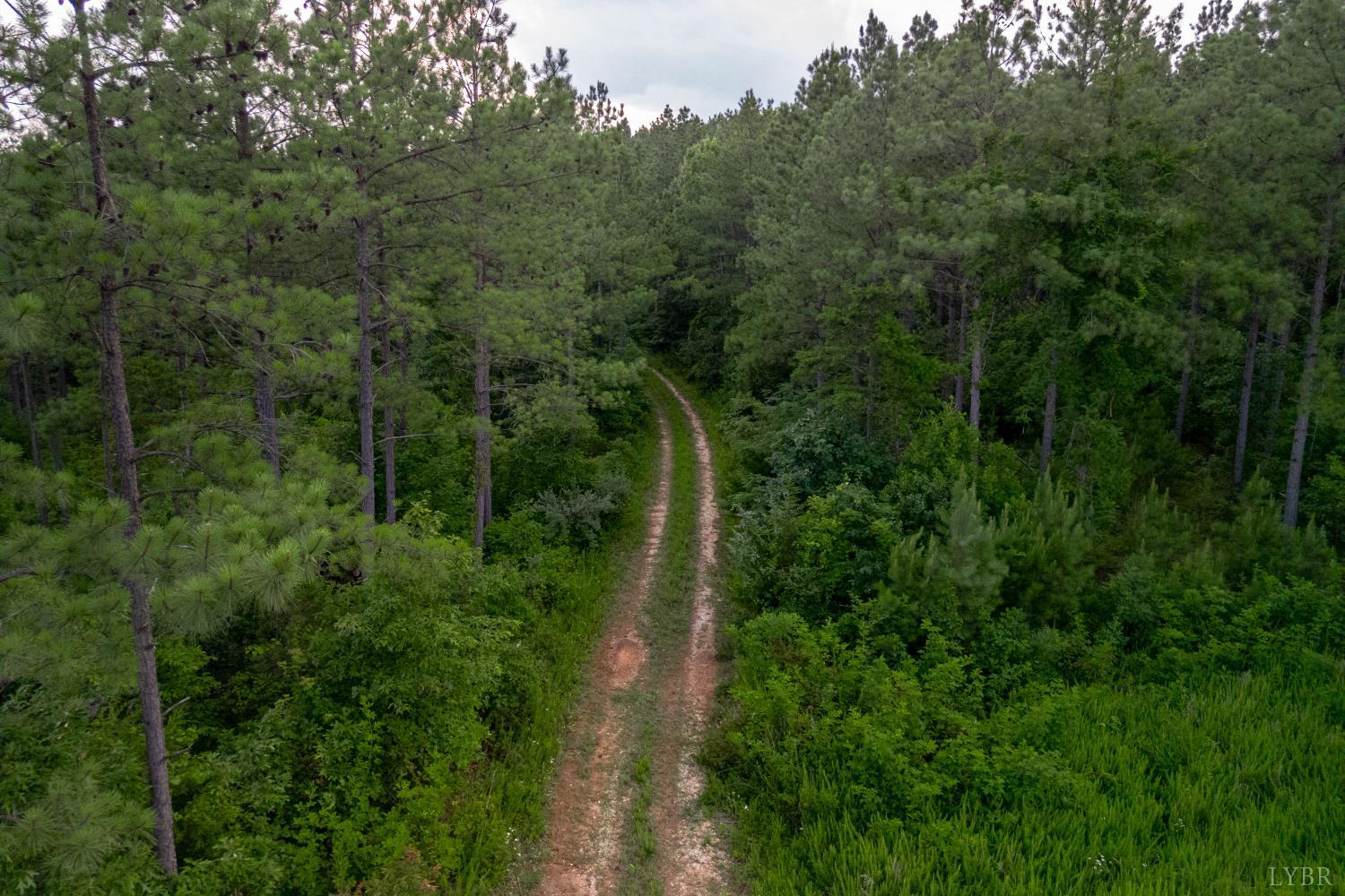 1100 Grandmas Hill Road Amherst, VA 24521 - Photo 17 of 19 a view of a forest with a street