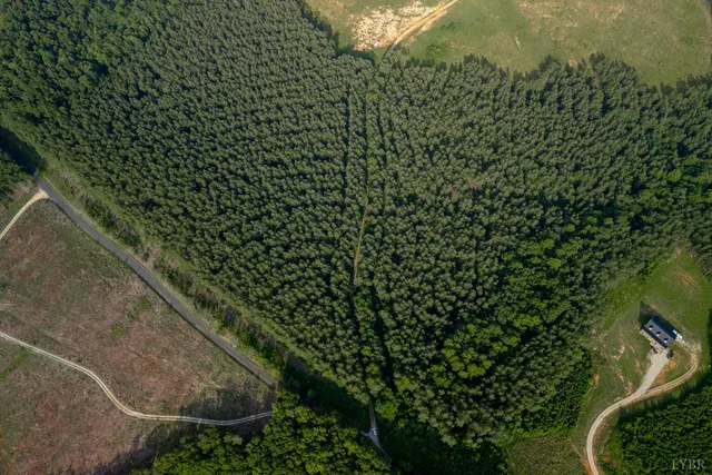 a close up of a plant in a pot