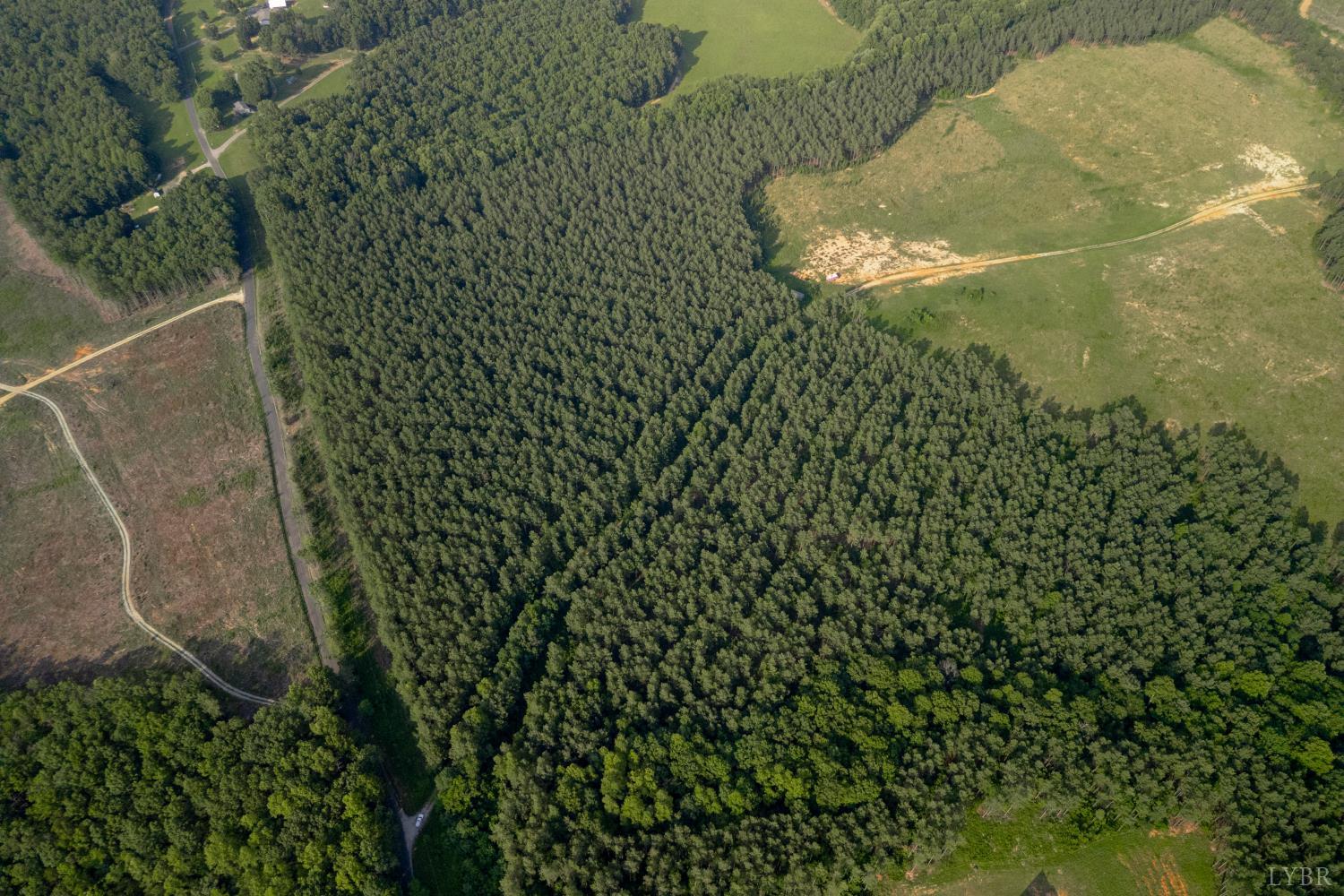 1100 Grandmas Hill Road Amherst, VA 24521 - Photo 10 of 19 a close up of a plant in a pot