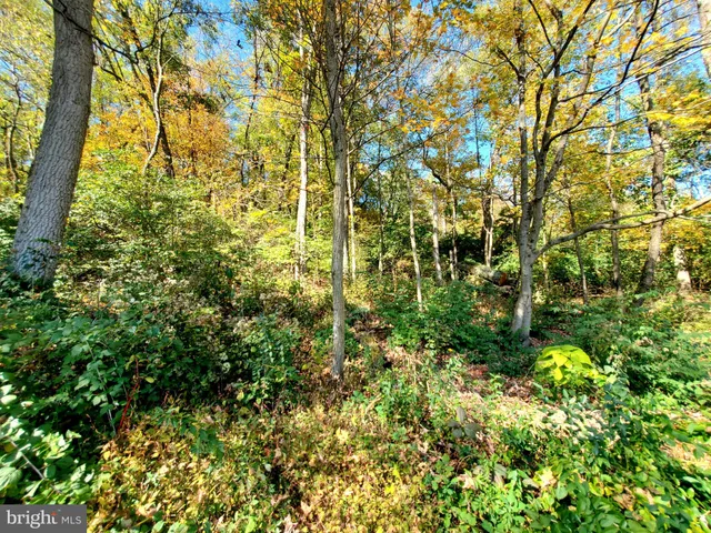 a view of a yard with plants and tree