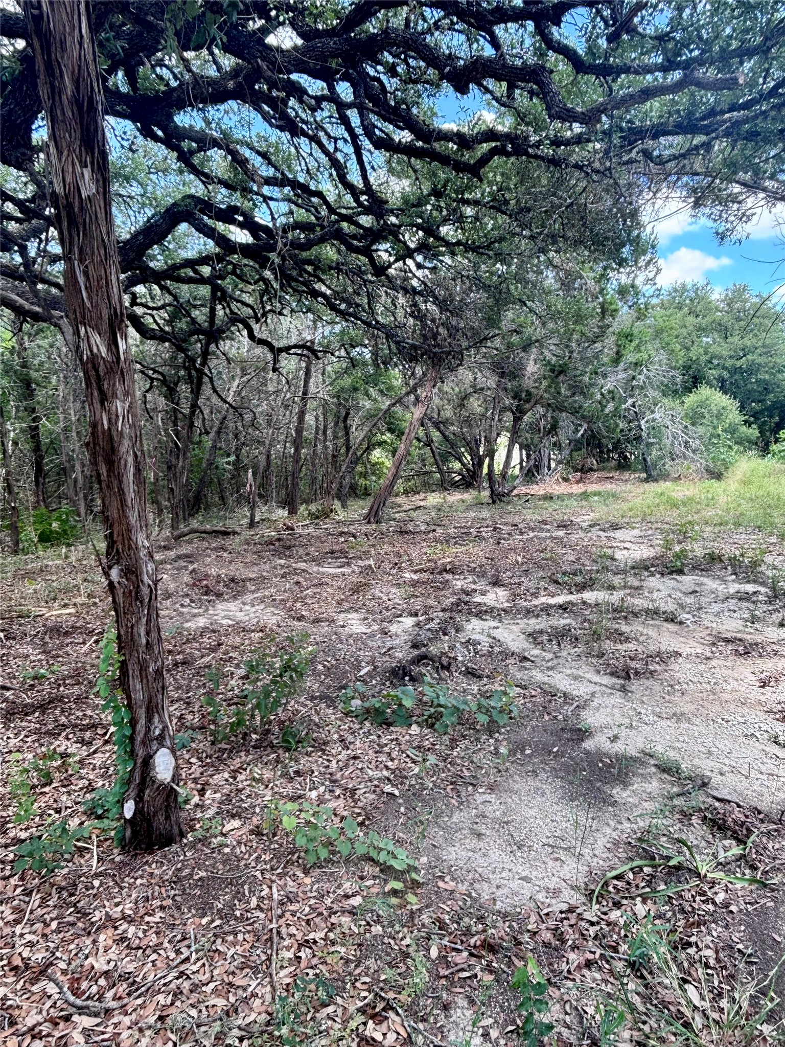 Tbd South Contour Drive Spring Branch, TX 78070 - Photo 6 of 7 a view of a yard with a tree