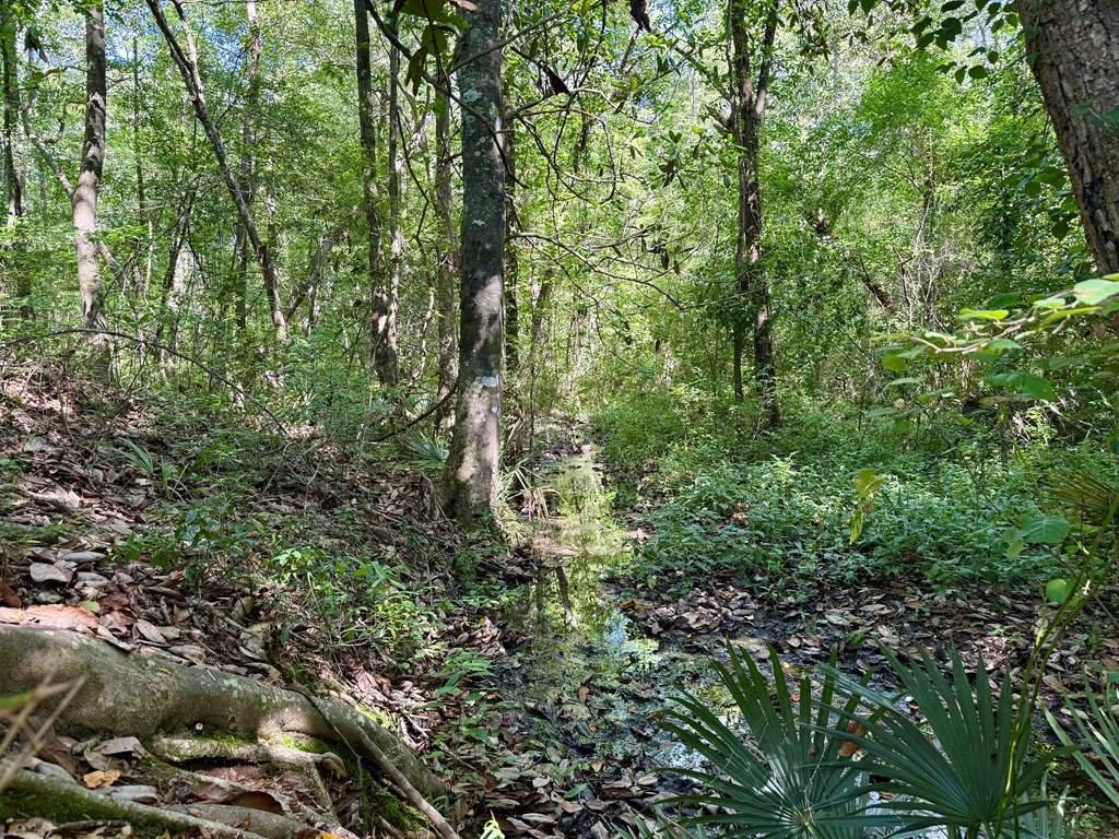 60-acres Hutton Road Hartford, AL 36344 - Photo 25 of 31