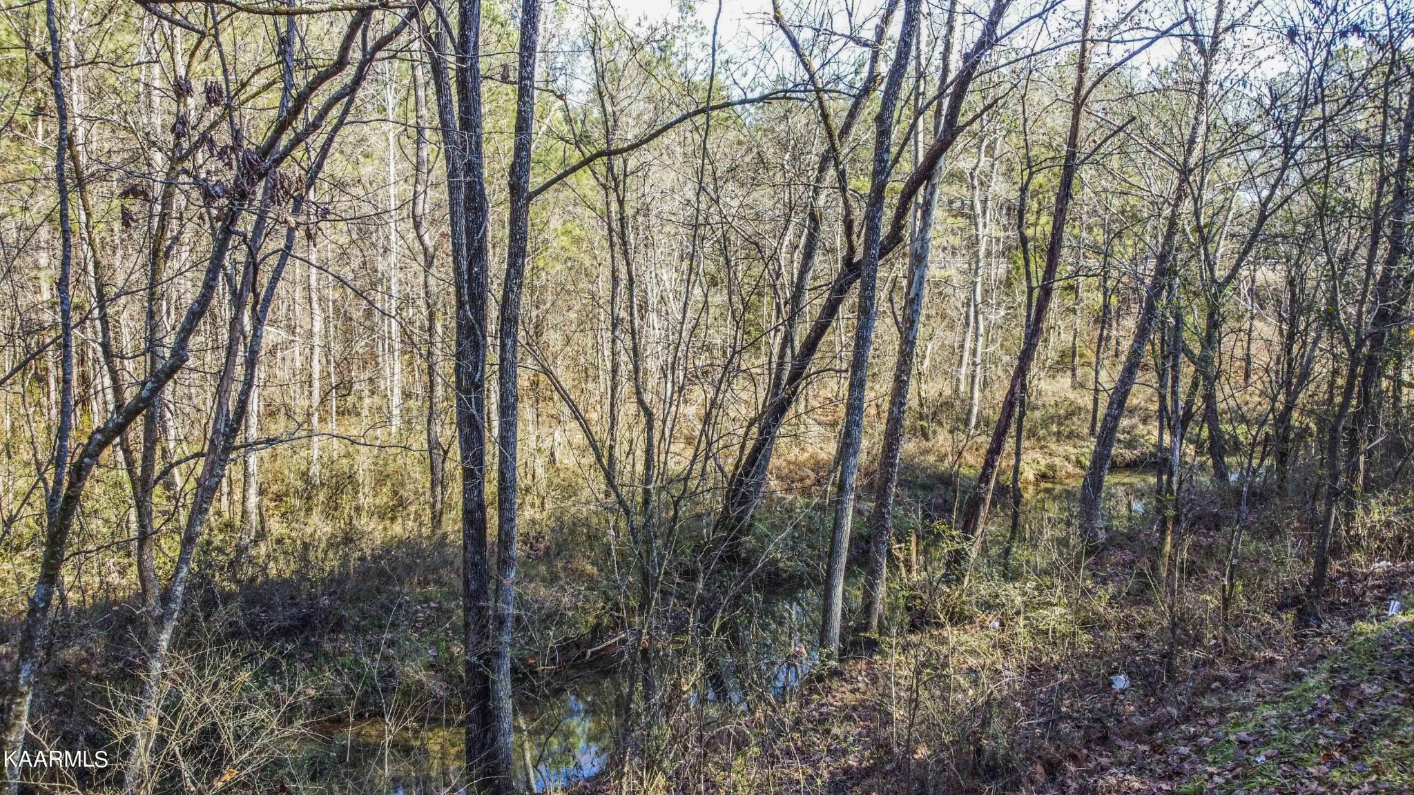 0 Watkins Road East Loudon, TN 37774 - Photo 14 of 17 a view of forest