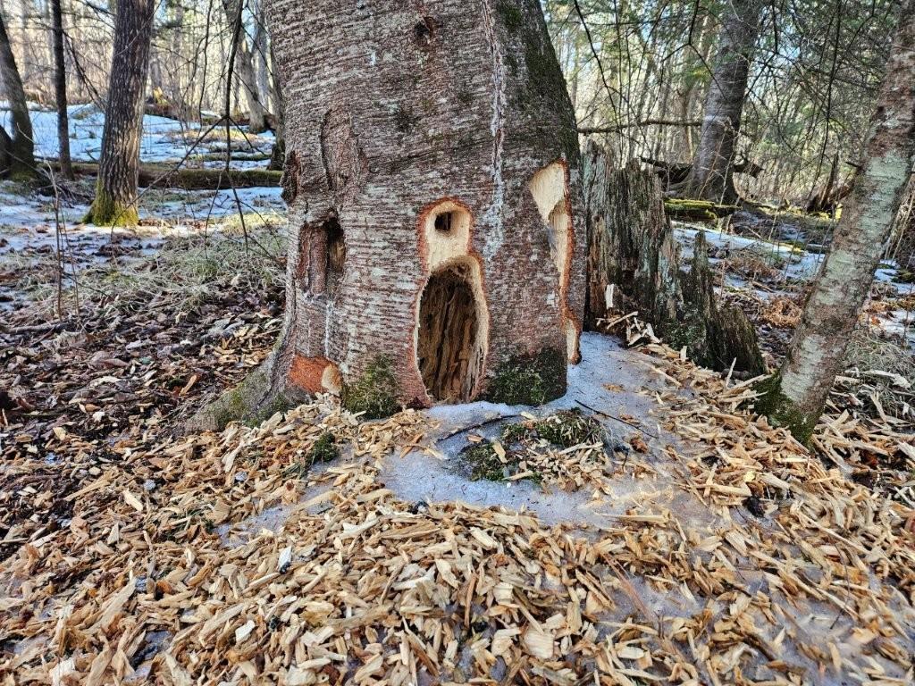 Tbd Seaberg Lane Bagley, MN 56621 - Photo 23 of 27