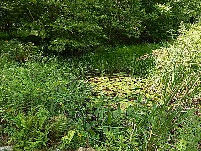 240 Rhododendron Road Fitzwilliam, NH 03447 - Photo 26 of 41