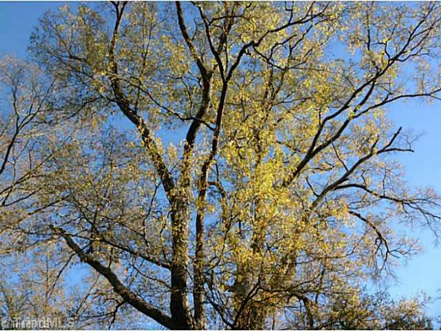 Land. Lots of big Oaks scattered throughout the 13+ acres.