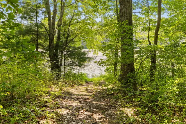 a view of a yard with plants and large trees