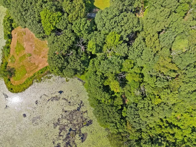 a view of a plant in a garden