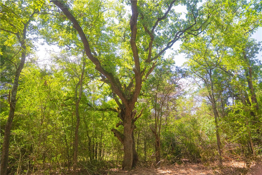 12428 Red Hill Road Hearne, TX 77859 - Photo 11 of 13 a view of forest