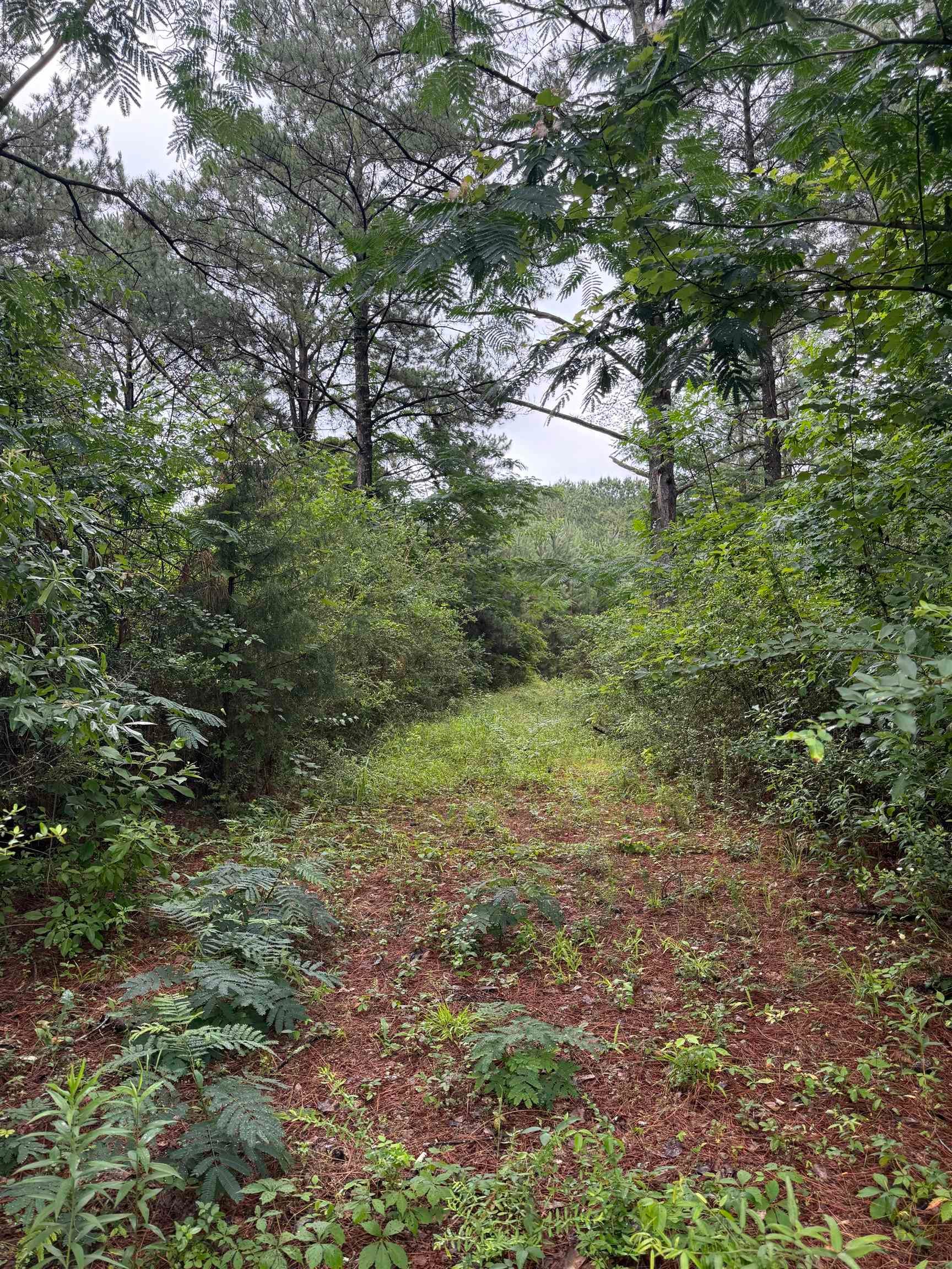 29660 Hammett Road Andalusia, AL 36421 - Photo 2 of 3 Gallery Image 2