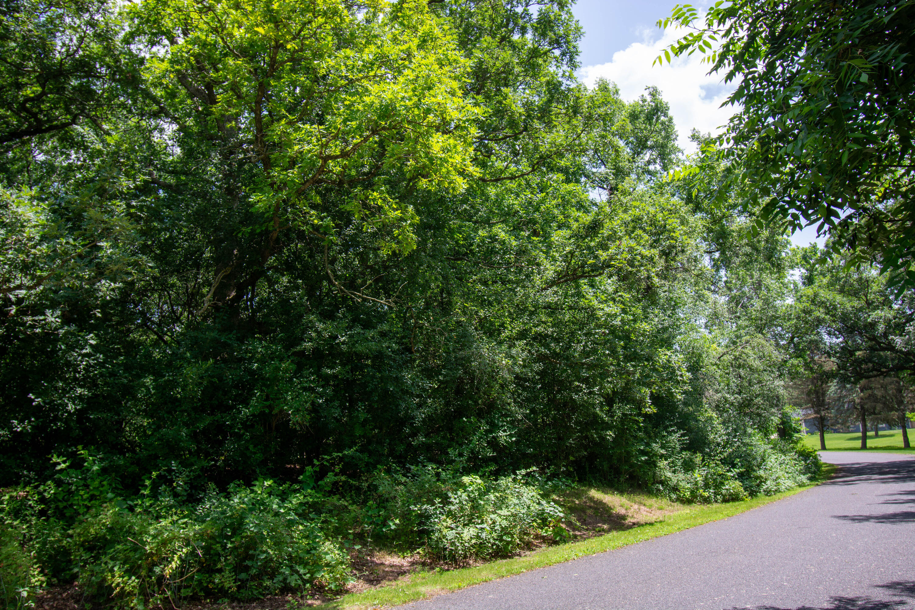 Wooded Lot