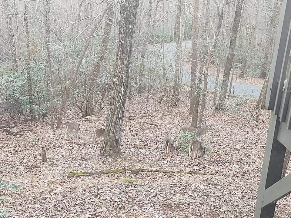 2630 Wilderness Lane Jasper, GA 30143 - Photo 57 of 57