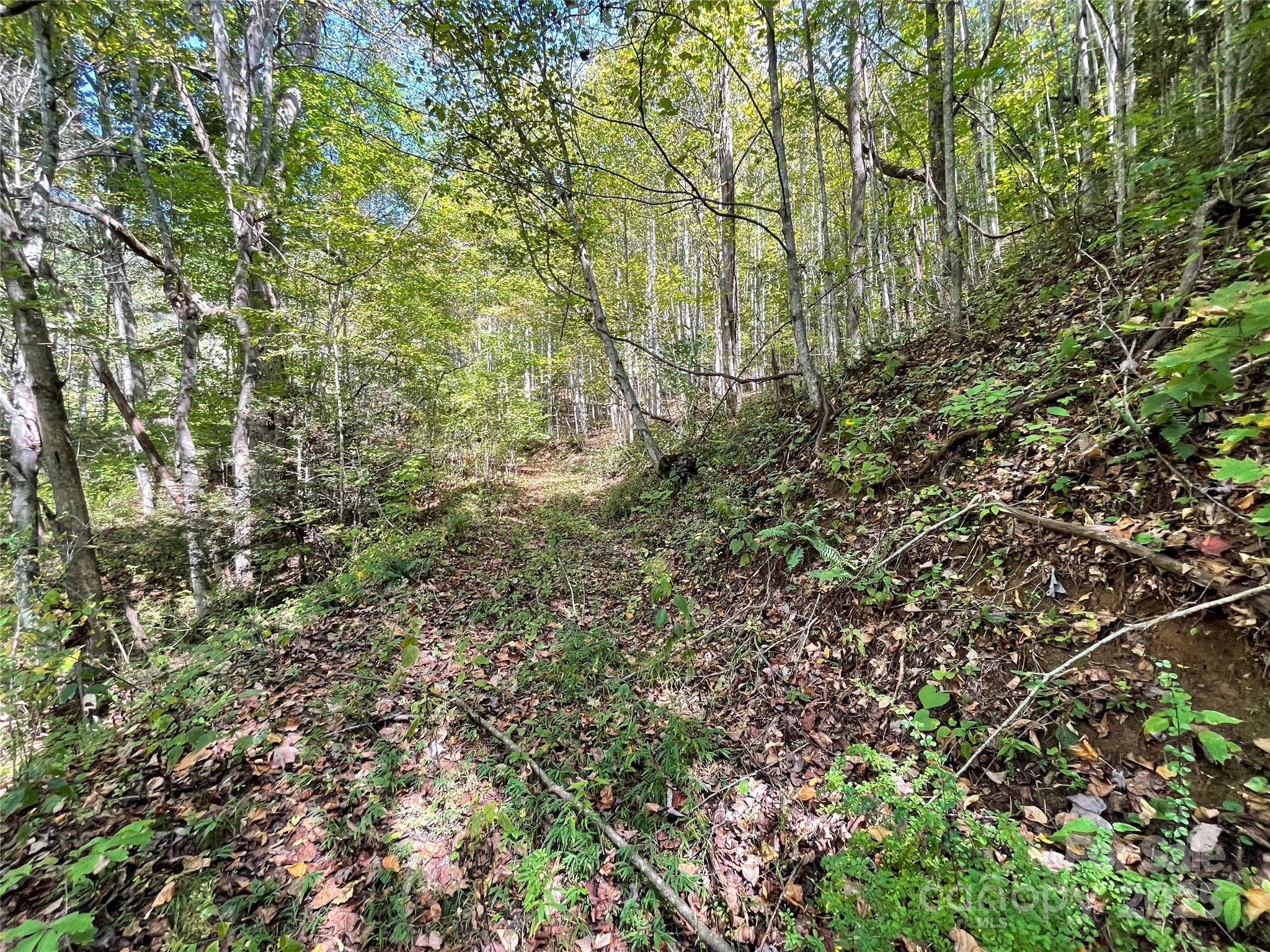 0 Poplar Holler Road Waynesville, NC 28786 - Photo 3 of 35 Gallery Image 3