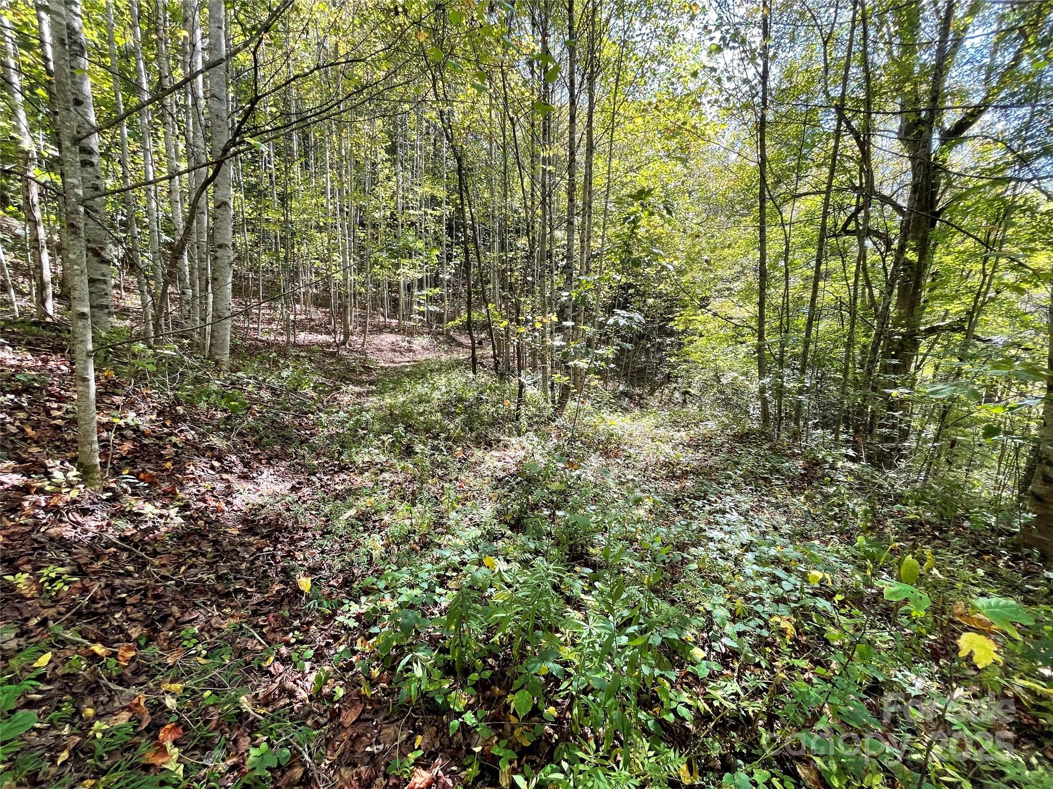 0 Poplar Holler Road Waynesville, NC 28786 - Photo 4 of 35 Gallery Image 4