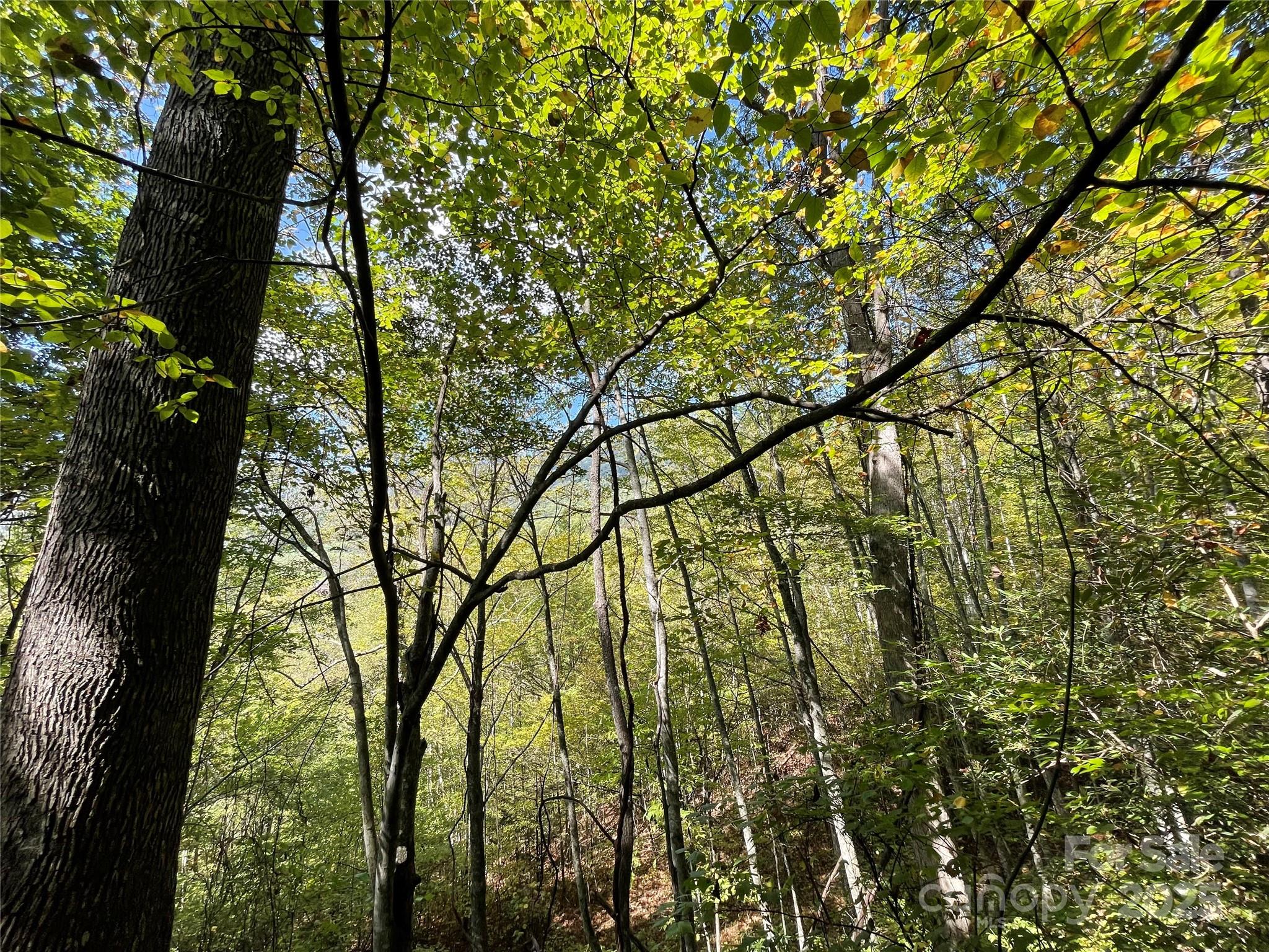 0 Poplar Holler Road Waynesville, NC 28786 - Photo 8 of 35 Gallery Image 8