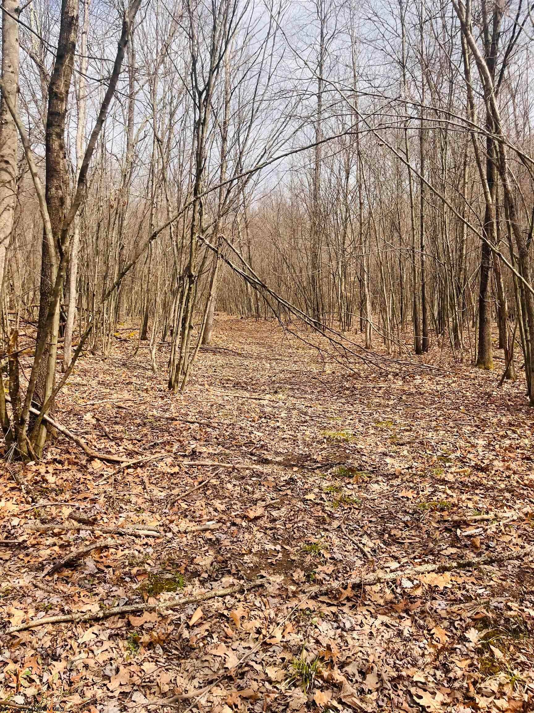 Tbd Sugar Valley Road Bruceton Mills, WV 26525 - Photo 10 of 16 Gallery Image 10