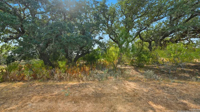a view of yard with trees