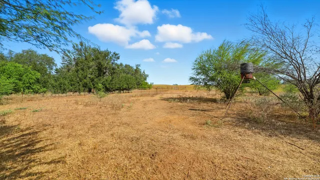 a view of a yard with plants and trees