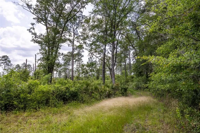 a view of a yard with plants and trees