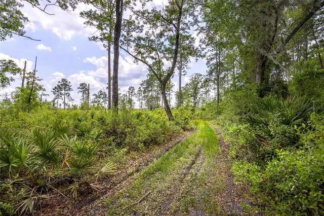 a view of a forest with trees in the background