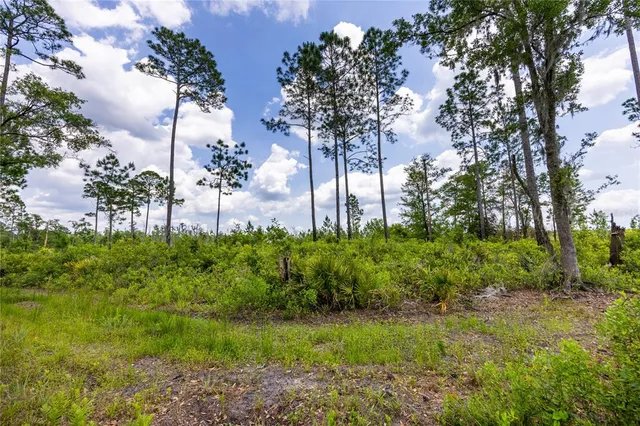 a view of a yard with trees