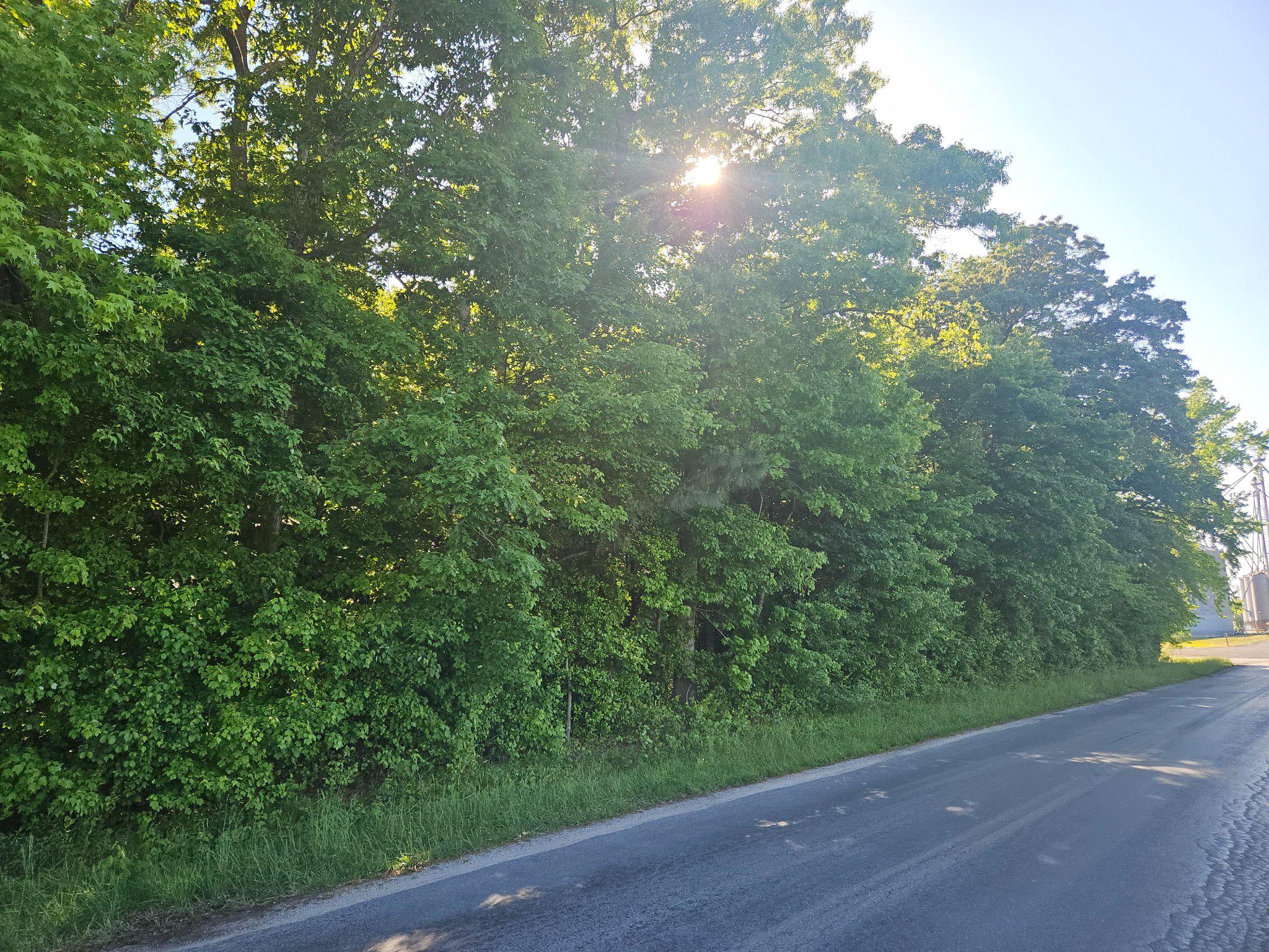 Lot 4 River Road Greensboro, MD 21639 - Photo 1 of 8 Lovely wooded lot to build your dream home!