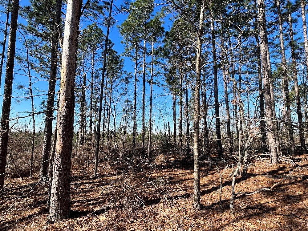 Kyzer Brown Road Springfield, SC 29146 - Photo 2 of 4 Photo 2