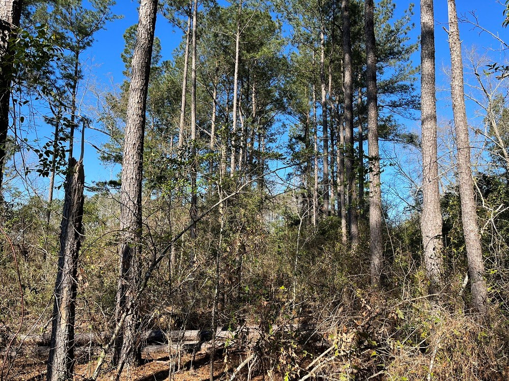 Kyzer Brown Road Springfield, SC 29146 - Photo 3 of 4 Photo 3