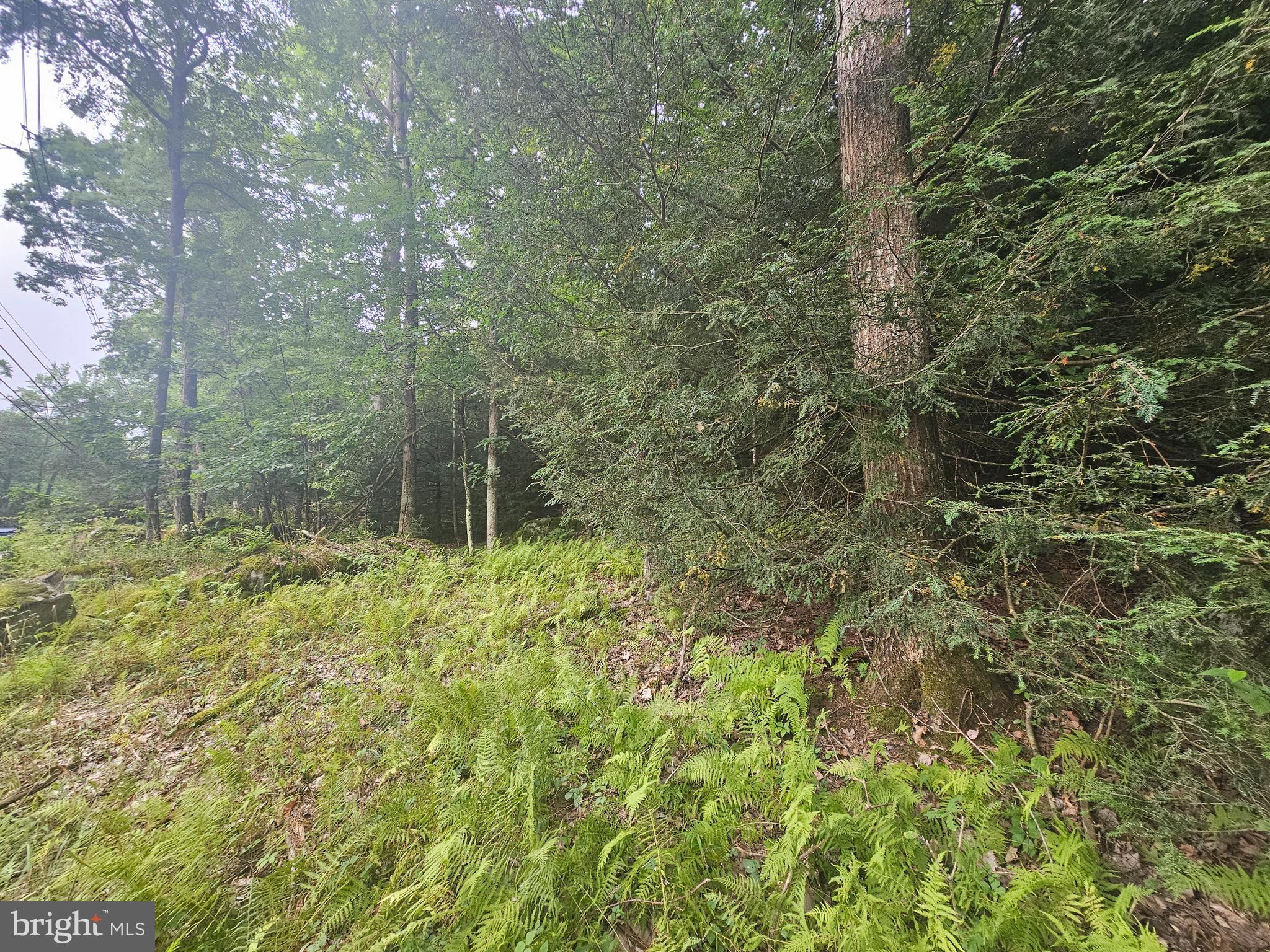 Mayhew Inn Road Oakland, MD 21550 - Photo 5 of 5