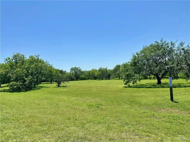 a view of field with tall trees