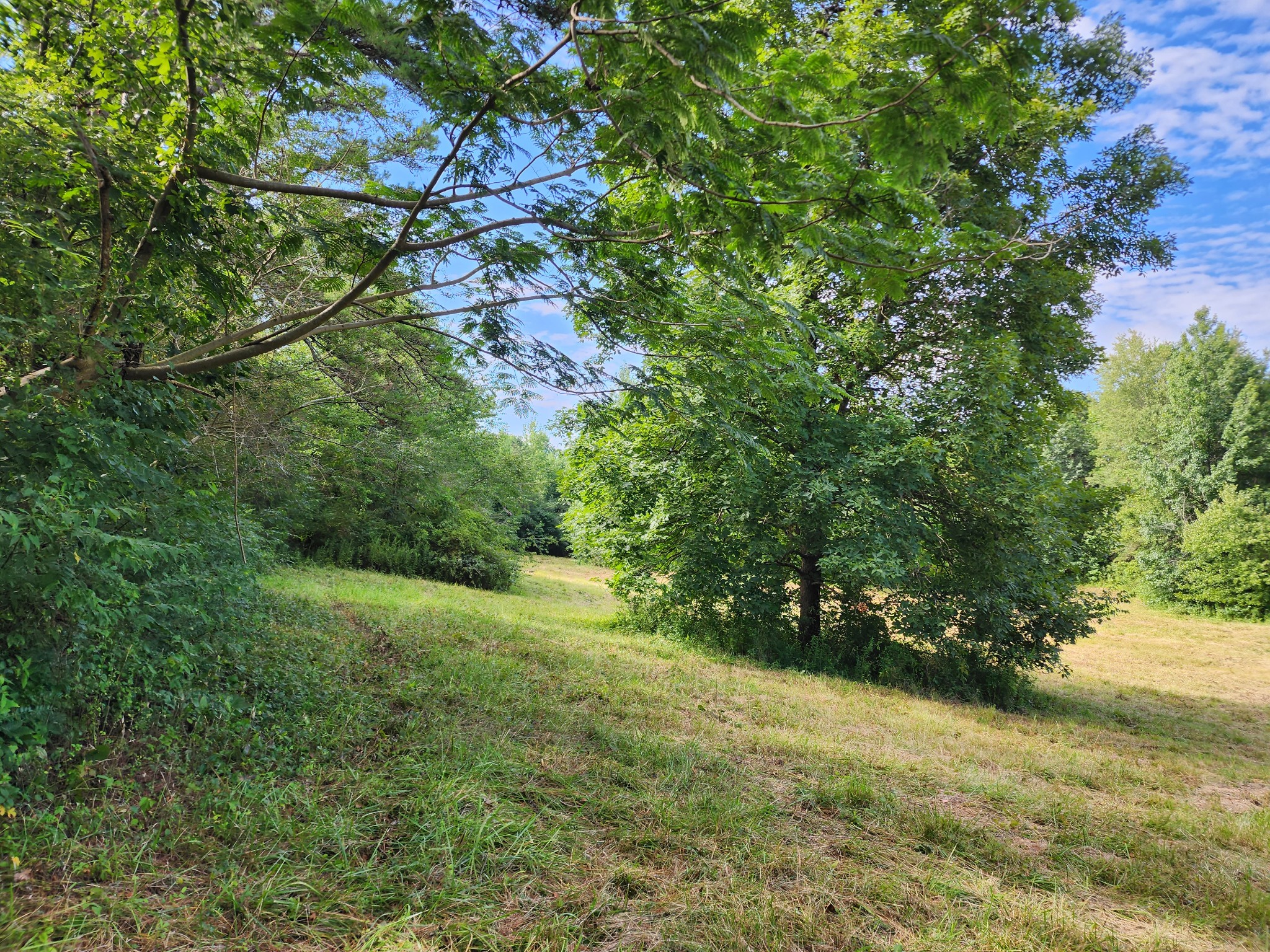 38 Pattershack Road Leoma, TN 38468 - Photo 2 of 7 a view of a yard with a tree