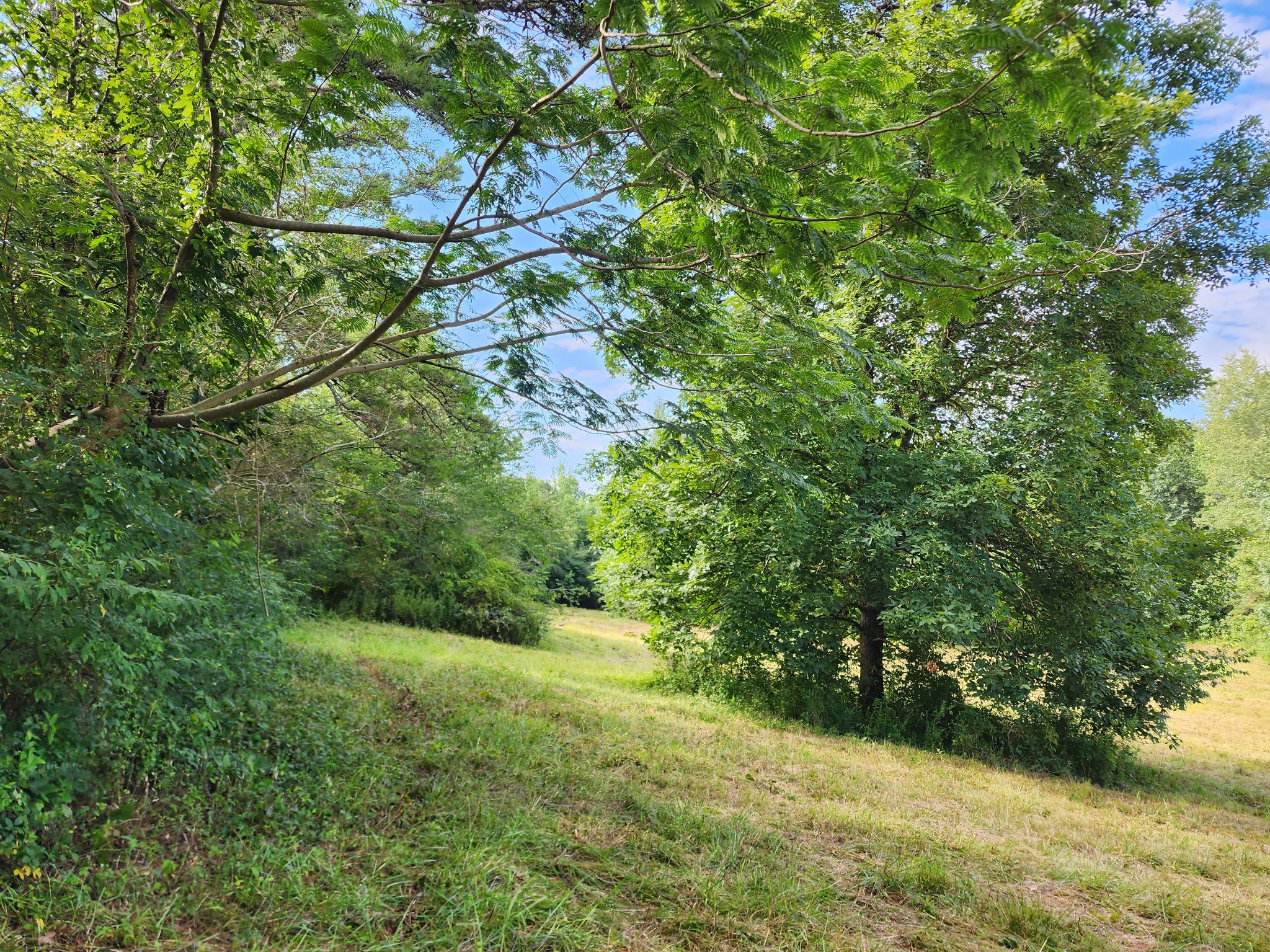 38 Pattershack Road Leoma, TN 38468 - Photo 4 of 7 a view of a forest with a tree