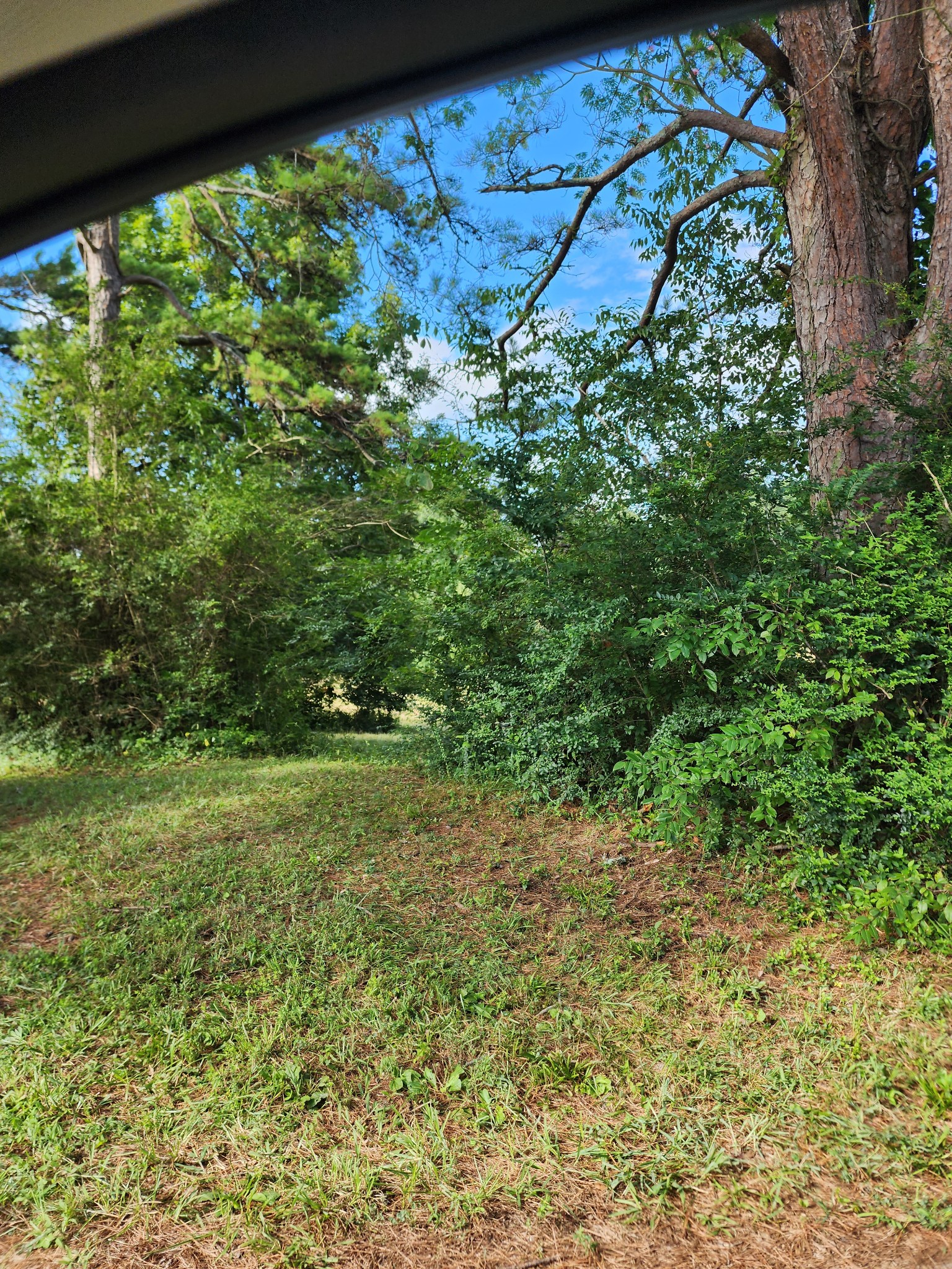 38 Pattershack Road Leoma, TN 38468 - Photo 5 of 7 a view of a garden